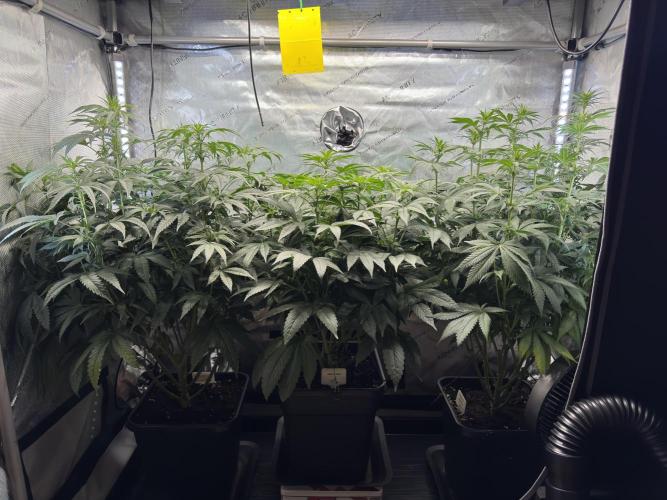 Garlic Gas ⛽️ fem - Sensi Seeds. Week 10 - GG #2 / GG #3 / Choco Rainbow XXL - flower day 18