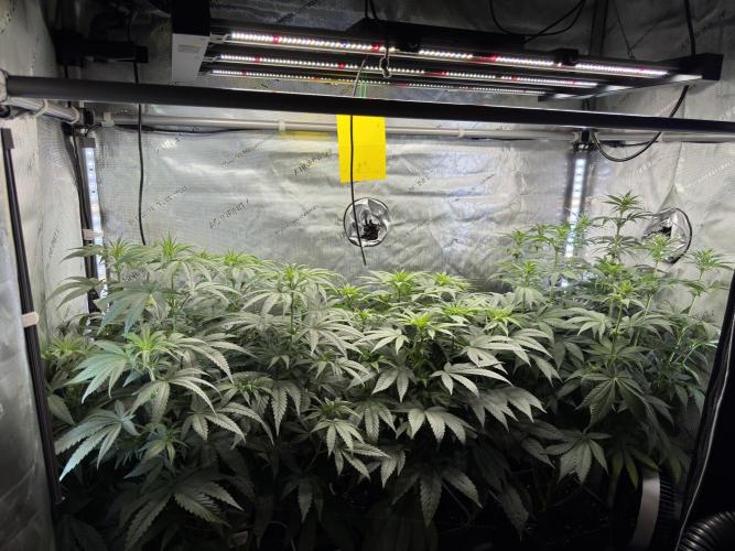 Garlic Gas ⛽️ fem - Sensi Seeds. Week 10 - GG #2 / GG #3 / Choco Rainbow XXL - flower day 18