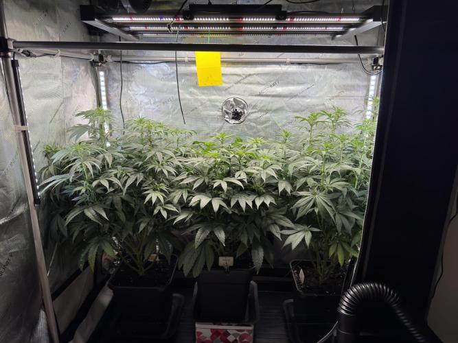 Garlic Gas. Week 10