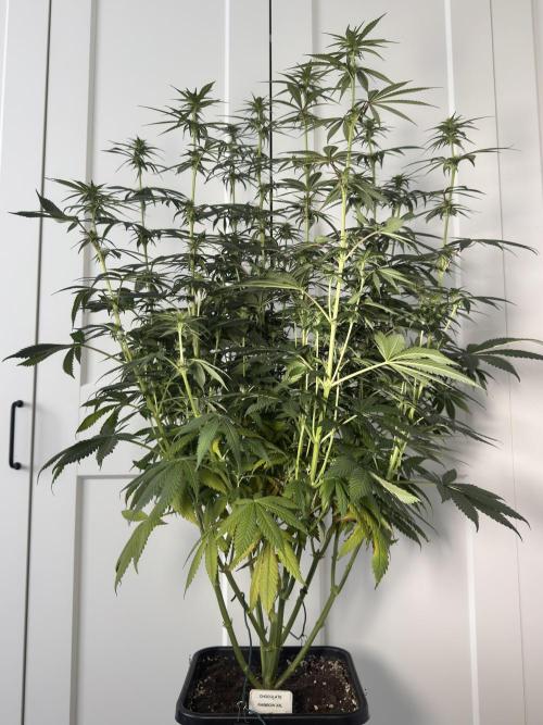 Chocolate Rainbow XXL  fem. Week 10 - Before lollipopping - flower day 25