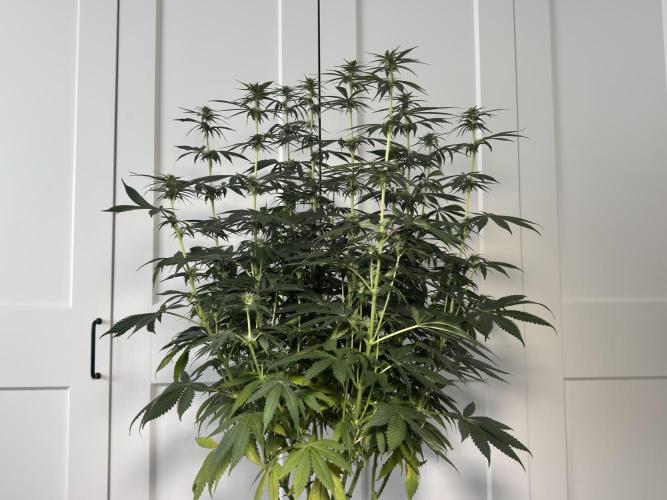 Chocolate Rainbow XXL  fem. Week 10 - Before lollipopping - flower day 25