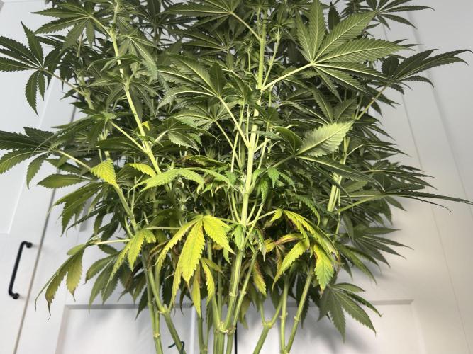 Chocolate Rainbow XXL  fem. Week 10 - Before lollipopping - flower day 25