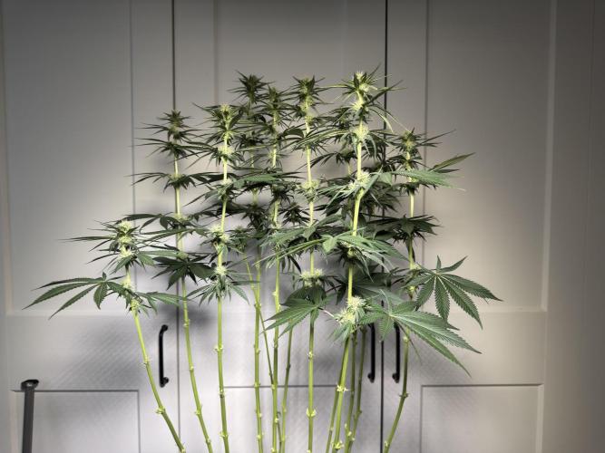 Chocolate Rainbow XXL  fem. Week 10 - After lollipopping - flower day 28