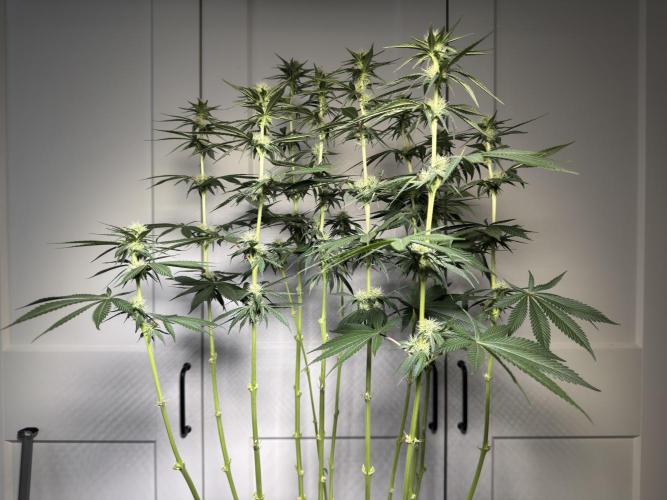 Chocolate Rainbow XXL  fem. Week 10 - After lollipopping - flower day 28