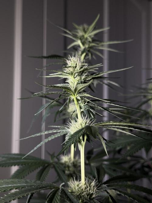 Chocolate Rainbow XXL  fem. Week 10 - flower day 28