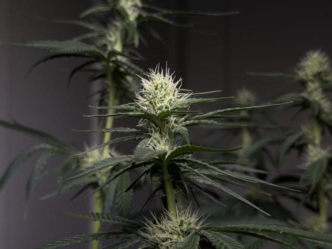Chocolate Rainbow XXL  fem. Week 10 - flower day 28
