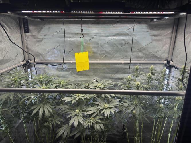 Chocolate Rainbow XXL  fem. Week 10 - GG #2 / GG #3 / Choco Rainbow XXL - flower day 31