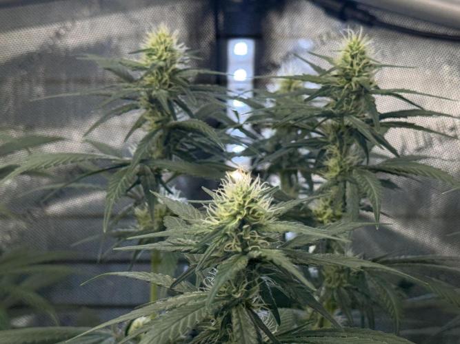 Chocolate Rainbow XXL  fem. Week 10 - Chocolate Rainbow XXL - flower day 31