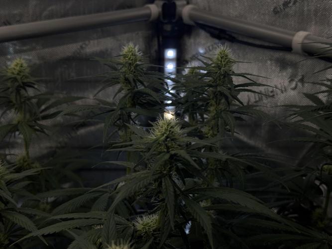 Chocolate Rainbow XXL  fem. Week 10 - Chocolate Rainbow XXL - flower day 31