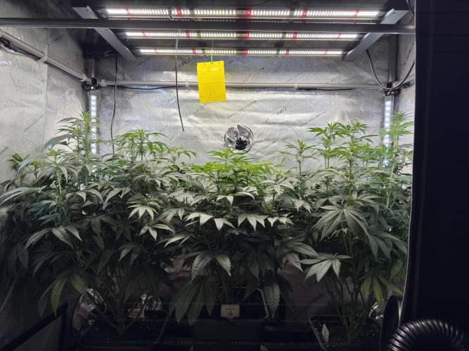 Chocolate Rainbow XXL  fem. Week 10 - GG #2 / GG #3 / Choco Rainbow XXL - flower day 18