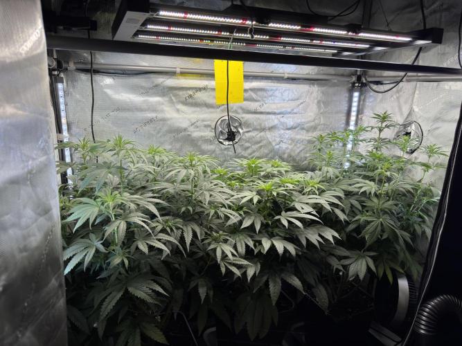 Chocolate Rainbow XXL  fem. Week 10 - GG #2 / GG #3 / Choco Rainbow XXL - flower day 18