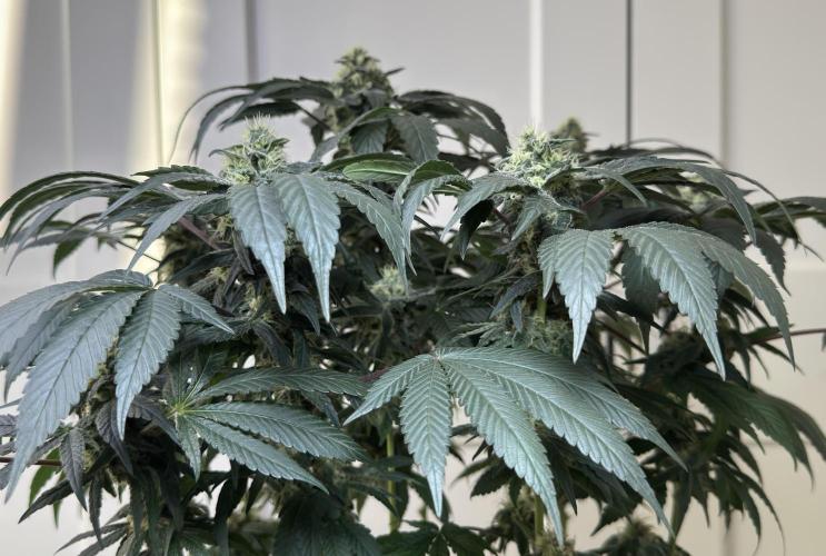 Garlic Gas ⛽️ fem - Sensi Seeds. Week 12 - GG #2 FD 46