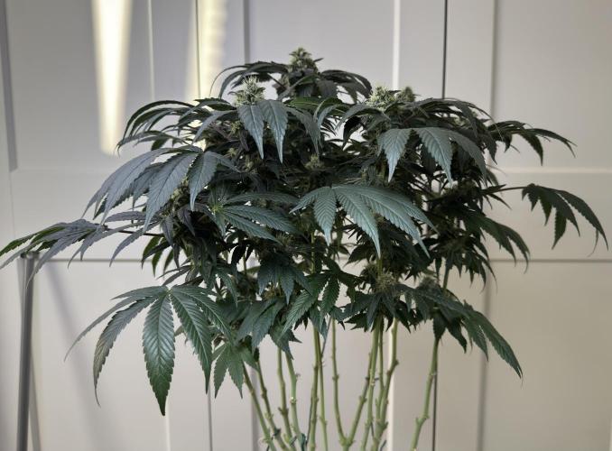 Garlic Gas ⛽️ fem - Sensi Seeds. Week 12 - GG #2 FD 46