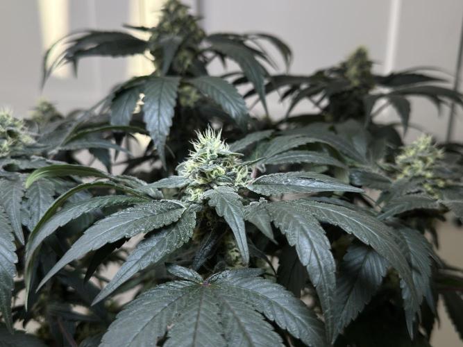 Garlic Gas ⛽️ fem - Sensi Seeds. Week 12 - GG #2 FD 46