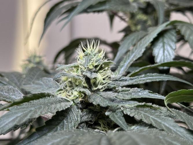 Garlic Gas ⛽️ fem - Sensi Seeds. Week 12 - GG #2 FD 46