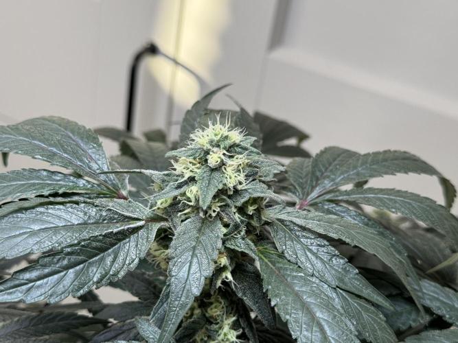 Garlic Gas ⛽️ fem - Sensi Seeds. Week 12 - GG #2 FD 46