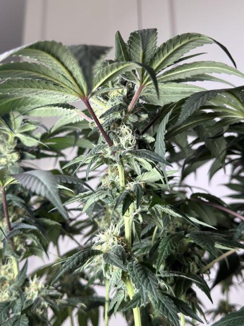 Garlic Gas ⛽️ fem - Sensi Seeds. Week 12 - GG #2 FD 46
