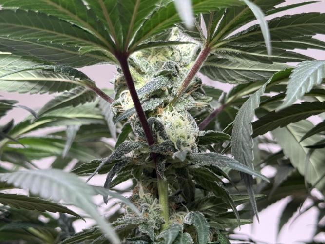 Garlic Gas ⛽️ fem - Sensi Seeds. Week 12 - GG #2 FD 46