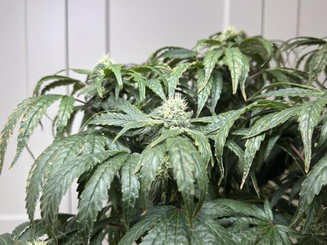 Garlic Gas ⛽️ fem - Sensi Seeds. Week 12 - GG #3 FD 46