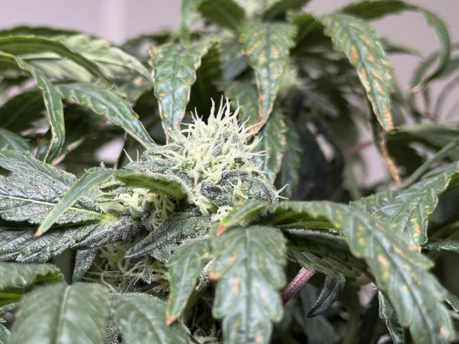 Garlic Gas ⛽️ fem - Sensi Seeds. Week 12 - GG #3 - FD 46