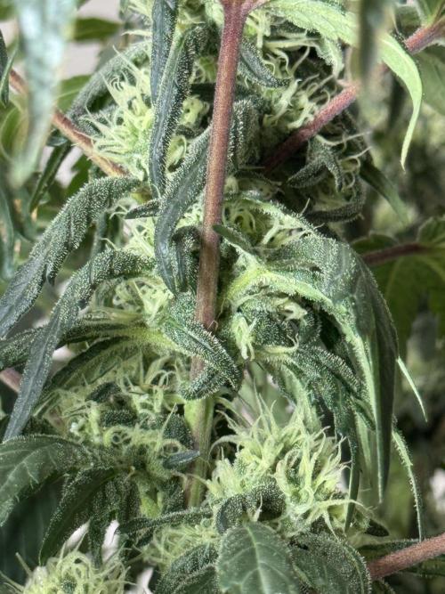 Garlic Gas ⛽️ fem - Sensi Seeds. Week 12 - GG #3 - FD 46