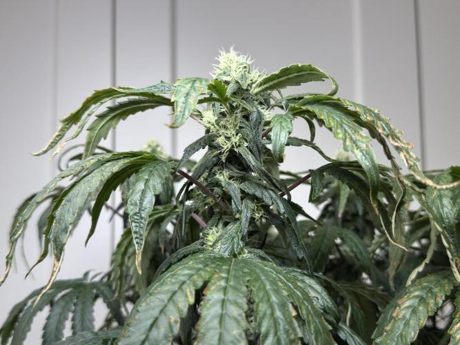Garlic Gas ⛽️ fem - Sensi Seeds. Week 12 - GG #3 - FD 46