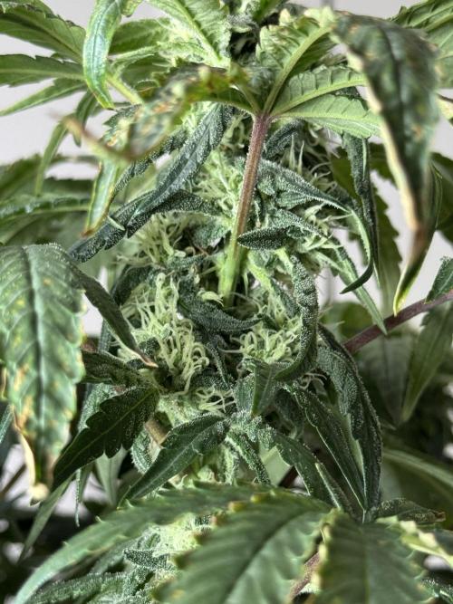 Garlic Gas ⛽️ fem - Sensi Seeds. Week 12 - GG #3 - FD 46