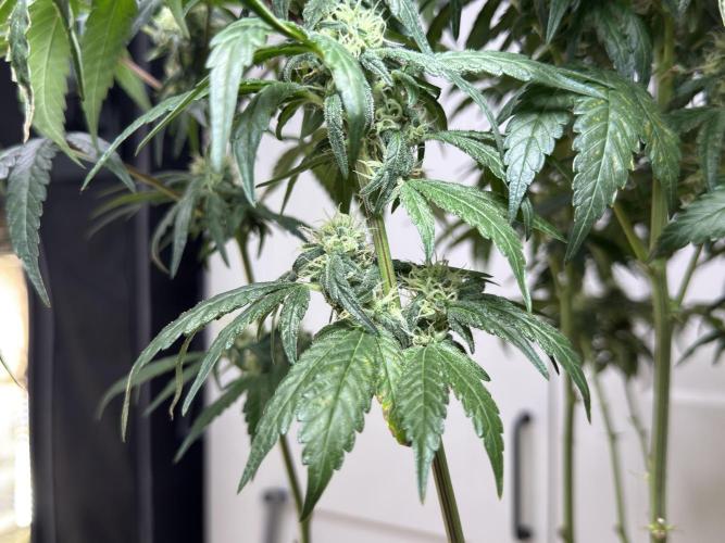 Garlic Gas ⛽️ fem - Sensi Seeds. Week 12 - GG #3 - FD 46