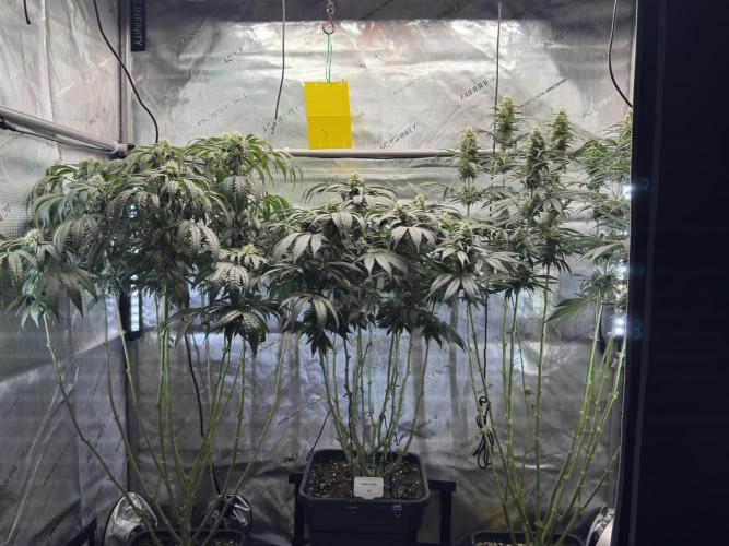 Garlic Gas ⛽️ fem - Sensi Seeds. Week 12 - GG #3 / GG #2 / Choco Rainbow XXL - FD 46