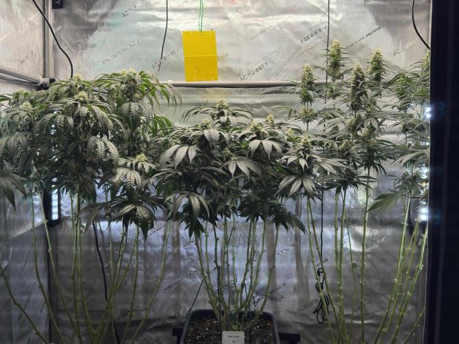 Garlic Gas ⛽️ fem - Sensi Seeds. Week 12 - GG #3 / GG #2 / Choco Rainbow XXL - FD 46