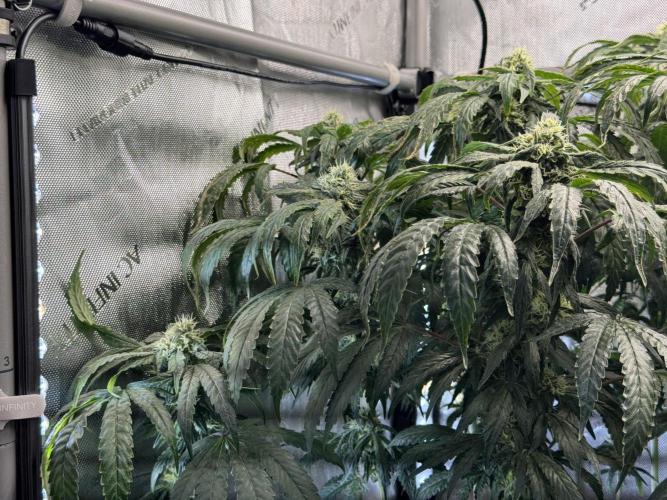 Garlic Gas ⛽️ fem - Sensi Seeds. Week 12 - GG #3 - FD 46