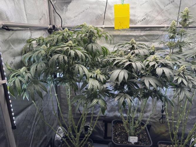 Garlic Gas ⛽️ fem - Sensi Seeds. Week 12 - GG #3 / GG #2 - FD 46