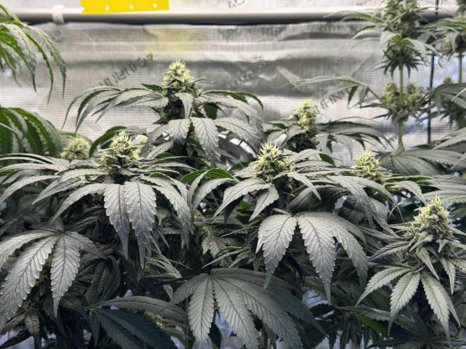 Garlic Gas ⛽️ fem - Sensi Seeds. Week 12 - GG #2 - FD 46