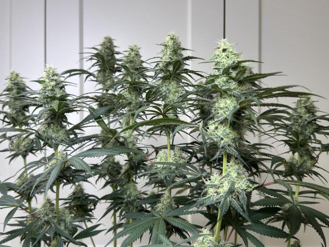 Chocolate Rainbow XXL  fem. Week 12 - FD 46