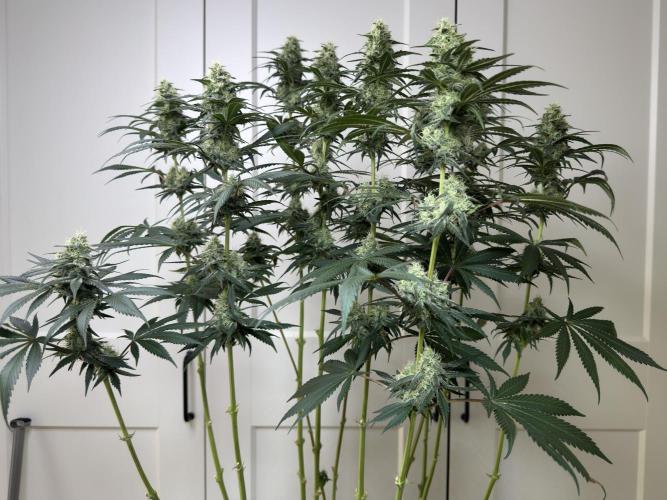 Chocolate Rainbow XXL  fem. Week 12 - FD 46