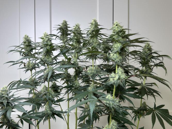 Chocolate Rainbow XXL  fem. Week 12 - FD 46
