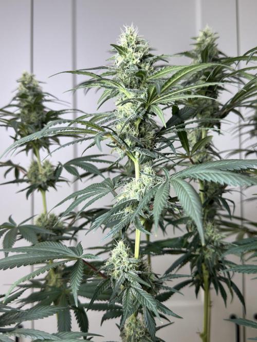Chocolate Rainbow XXL  fem. Week 12 - FD 46