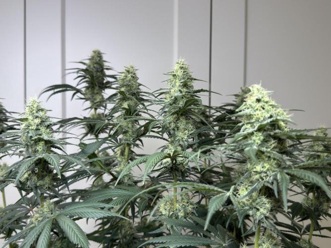 Chocolate Rainbow XXL  fem. Week 12 - FD 46