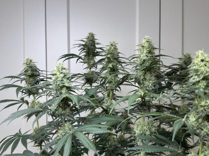 Chocolate Rainbow XXL  fem. Week 12 - FD 46