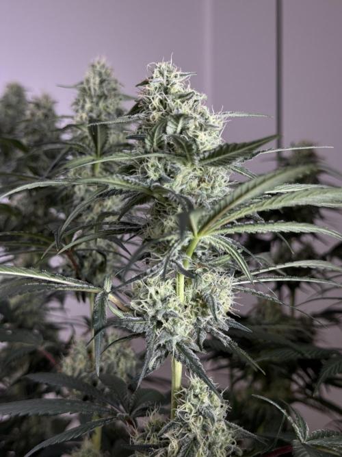 Chocolate Rainbow XXL  fem. Week 12 - FD 46