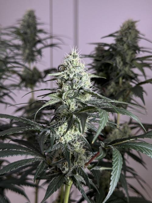 Chocolate Rainbow XXL  fem. Week 12 - FD 46