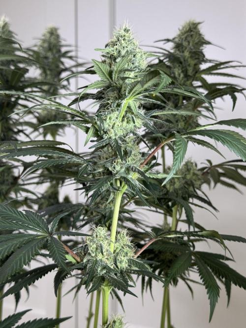Chocolate Rainbow XXL  fem. Week 12 - FD 46