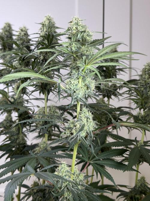 Chocolate Rainbow XXL  fem. Week 12 - FD 46