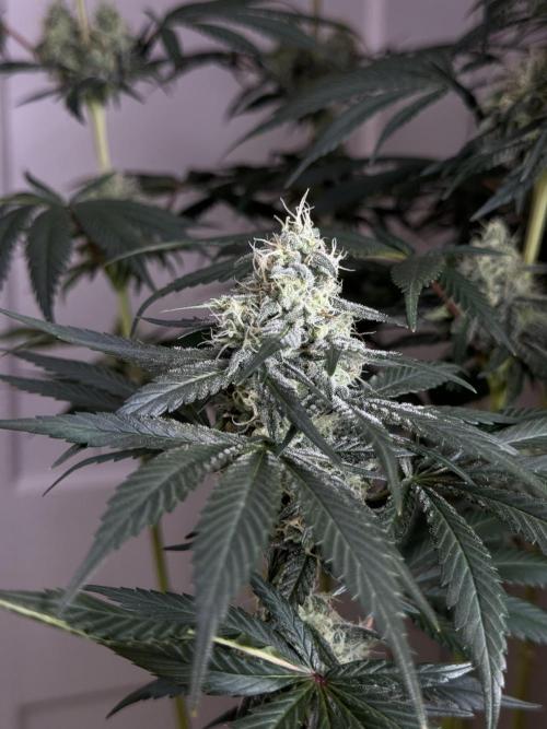 Chocolate Rainbow XXL  fem. Week 12 - FD 46
