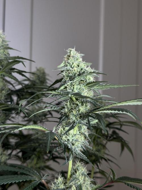 Chocolate Rainbow XXL  fem. Week 12 - FD 46