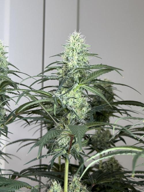 Chocolate Rainbow XXL  fem. Week 12 - FD 46