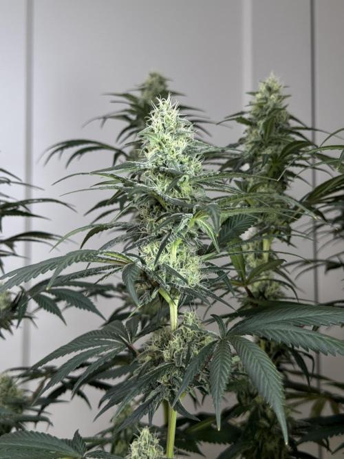 Chocolate Rainbow XXL  fem. Week 12 - FD 46
