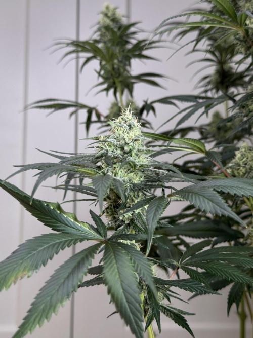 Chocolate Rainbow XXL  fem. Week 12 - FD 46