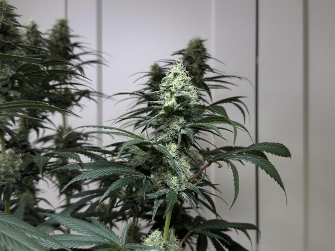 Chocolate Rainbow XXL  fem. Week 12 - FD 46