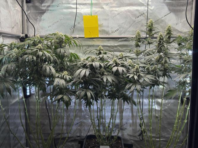 Chocolate Rainbow XXL  fem. Week 12 - GG #3 / GG #2 / Choco Rainbow XXL - FD 46